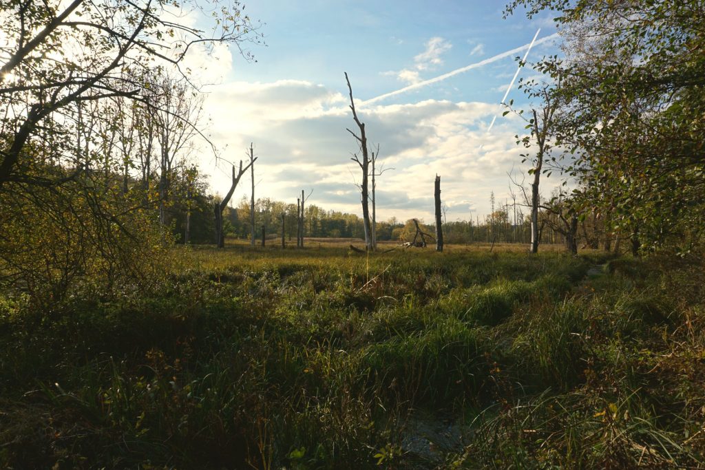 Natur erleben Grüne Flächenbewirtschaftung in der Rhumeaue