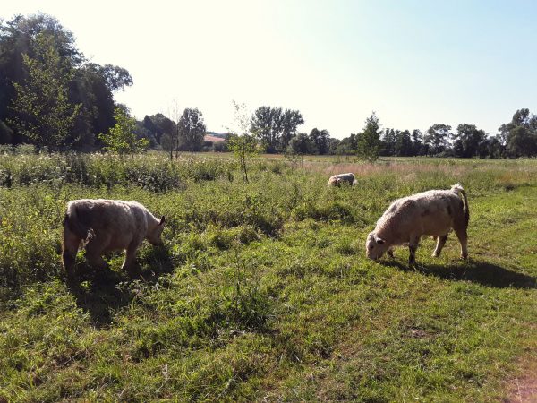 Rinder in der Rhumeaue